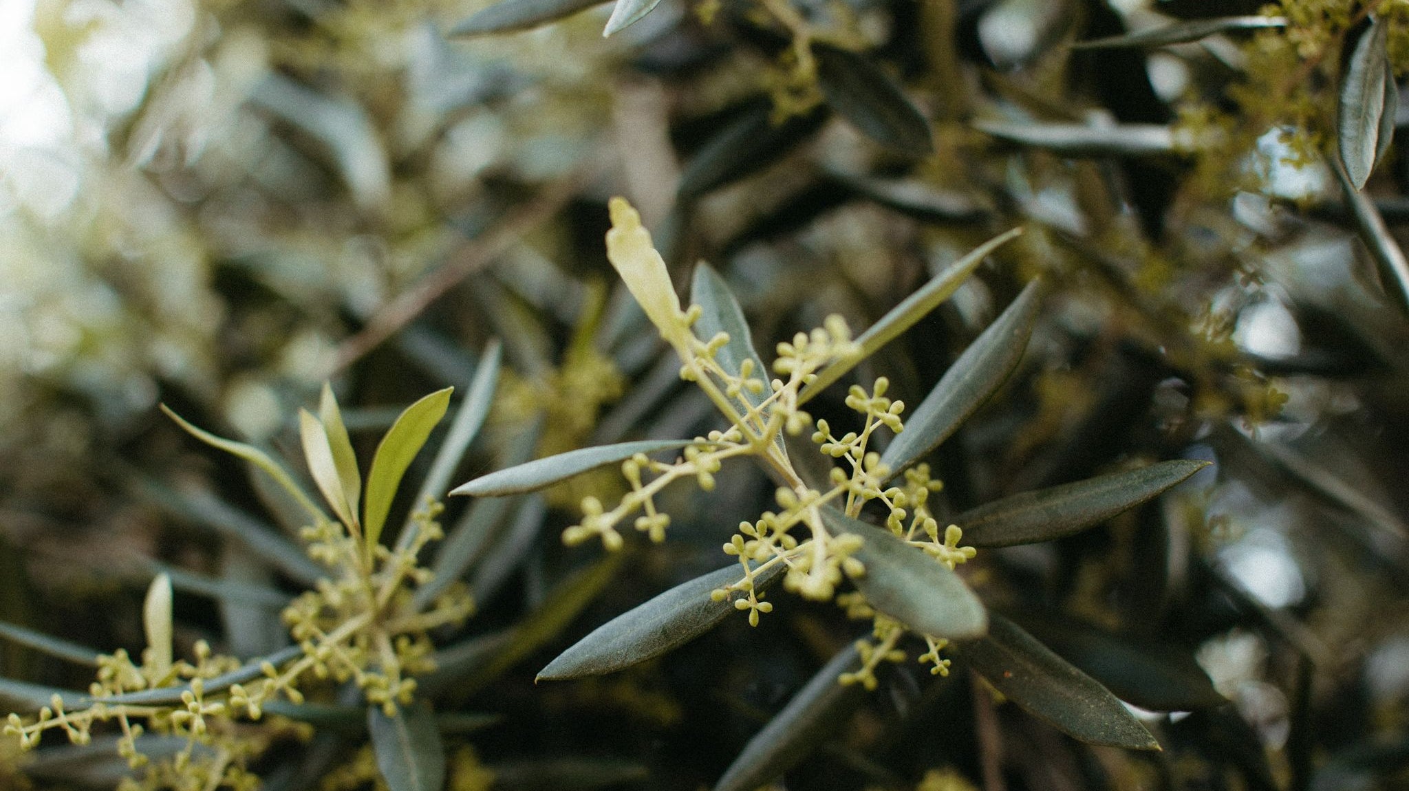 The Gracetown to Cowaramup: Harvest and Vines Trail