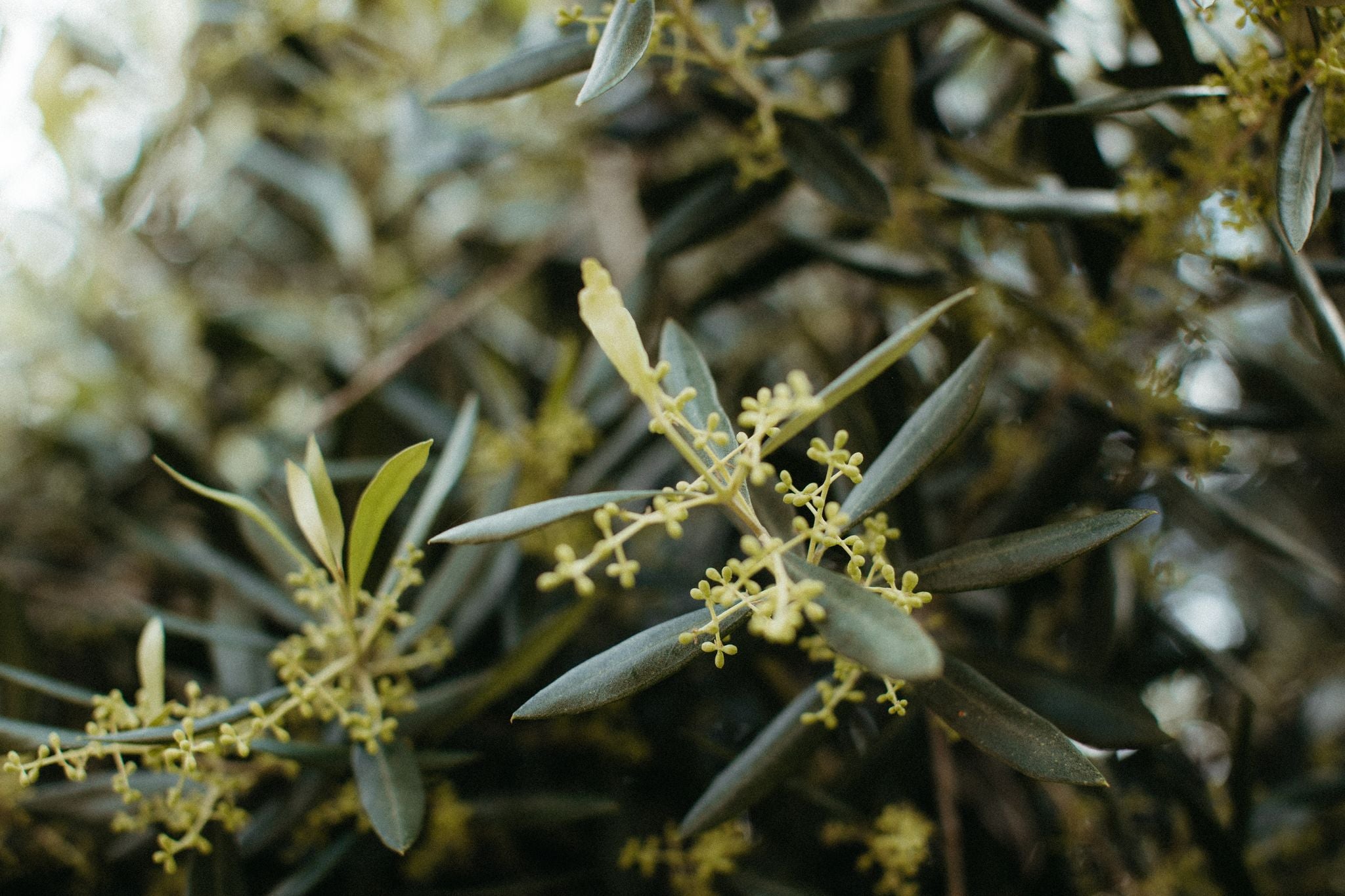 The Gracetown to Cowaramup: Harvest and Vines Trail